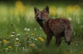 Red fox cub looking up Royalty Free Stock Photo