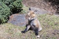 Red fox cub sitting with front legs spread and ears pricked