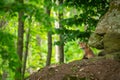 Red fox cub sitting on the top of a burrow near a rock in the middle of a beech forest Royalty Free Stock Photo