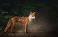 Red fox cub standing in the forest Royalty Free Stock Photo