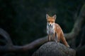 Red fox cub standing on a tree in forest Royalty Free Stock Photo