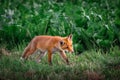 Red fox cub. Vulpes vulpes. European wildlife.