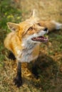 A close up of a Red Fox in the grass Royalty Free Stock Photo