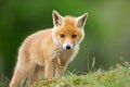 Red fox cub Royalty Free Stock Photo