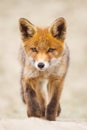 Red fox cub Royalty Free Stock Photo