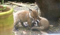 Red fox cubs at play Royalty Free Stock Photo