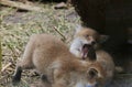 Red fox cubs at play Royalty Free Stock Photo