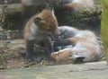 Red fox cubs playing Royalty Free Stock Photo