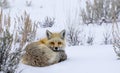 Red Fox Curled In Snow Staring