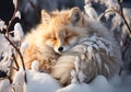 Red fox curled up sleeping in winter landscape with falling snow. AI generated