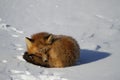 Red fox curled up in a snowbank Royalty Free Stock Photo