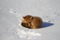 Red fox curled up in a snowbank while staring found near Churchill, Manitoba Royalty Free Stock Photo