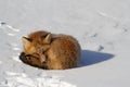Red fox curled up in a snowbank while staring Royalty Free Stock Photo