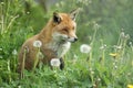 Red Fox in the dandelions