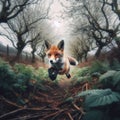 Red fox runs through the undergrowth in the countryside