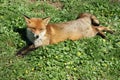 Red fox dozing Royalty Free Stock Photo