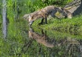 A Red Fox drinks from a clear cold lake showing his mirror image. Royalty Free Stock Photo