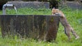 Red Fox is drinking from fountain Royalty Free Stock Photo