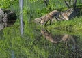 A Red Fox drinks from a clear cold lake showing his mirror image. Royalty Free Stock Photo