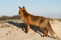 Red Fox on a dune top Royalty Free Stock Photo