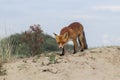 Red Fox on a dune top Royalty Free Stock Photo