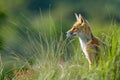 Red fox in the dunes Royalty Free Stock Photo