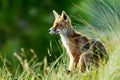 Red fox in the dunes Royalty Free Stock Photo