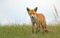 Red fox in the dunes Royalty Free Stock Photo