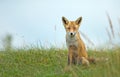 Red fox in the dunes Royalty Free Stock Photo