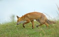 Red fox in the dunes Royalty Free Stock Photo