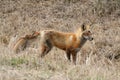 Red Fox in Early Spring