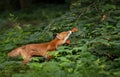 Red fox eating rowan berries in late summer