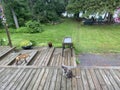 Fox Encounters Cat