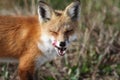 Red Fox eyes closed licking face