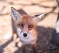 Red fox face close up. Blurred autumn nature at the background Royalty Free Stock Photo