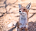 Red fox face close up. Blurred autumn nature at the background Royalty Free Stock Photo