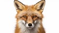 red fox face isolated on white background. generative ai Royalty Free Stock Photo