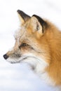 Red fox facial portrait Royalty Free Stock Photo