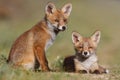 Red fox family Royalty Free Stock Photo