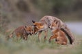 Red fox family Royalty Free Stock Photo