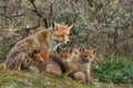 A Red fox family with cubs Royalty Free Stock Photo