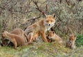 A red fox family with cubs Royalty Free Stock Photo