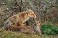 A red fox family with cubs Royalty Free Stock Photo