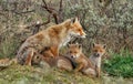 a red fox family with cubs Royalty Free Stock Photo