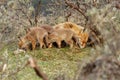 A red fox family with cubs Royalty Free Stock Photo