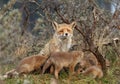 A red fox Family with cubs