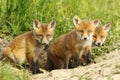 Red fox family Royalty Free Stock Photo