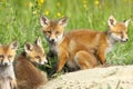 Red fox family Royalty Free Stock Photo