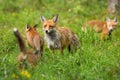 Red fox family with mother and three cubs hunting and playing on a glade Royalty Free Stock Photo