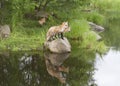 Red Fox Family Playing Near a Quiet Lake Royalty Free Stock Photo